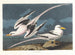 Oiseau tropical - John James Audubon — näkymä teoksesta