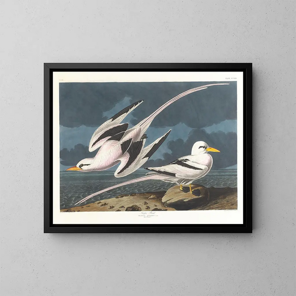 Oiseau tropical - John James Audubon — kehystetty taideteos seinällä