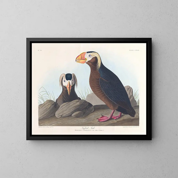 Macareux cornu - John James Audubon — kehystetty taideteos seinällä