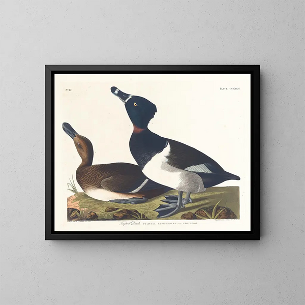 Fuligule milouin - John James Audubon — kehystetty taideteos seinällä