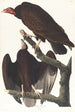 Urubu à tête rouge - John James Audubon — näkymä teoksesta