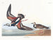 Bécasseau à collier - John James Audubon — näkymä teoksesta