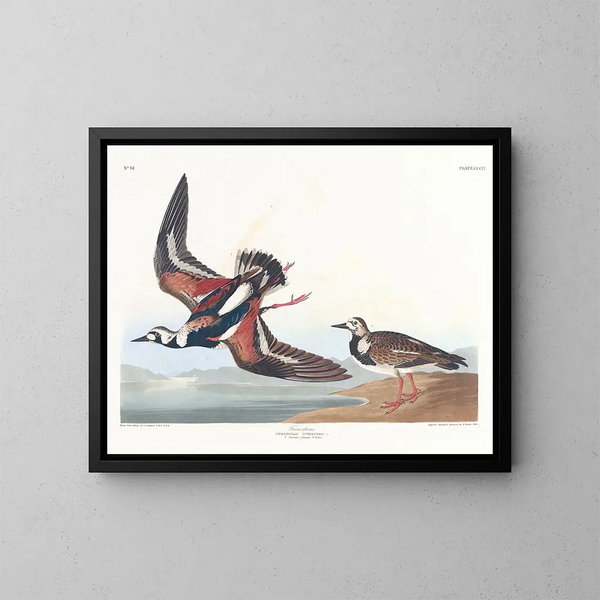 Bécasseau à collier - John James Audubon — kehystetty taideteos seinällä