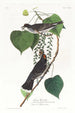 Moucherolle tyran - John James Audubon — näkymä teoksesta