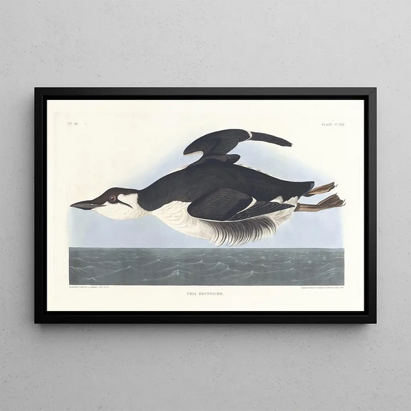 Uria brunnichii - John James Audubon — kehystetty taideteos seinällä