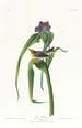 Paruline de Vigors - John James Audubon — näkymä teoksesta