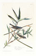 Viréo solitaire - John James Audubon — näkymä teoksesta