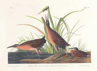 Râle de Virginie - John James Audubon — näkymä teoksesta