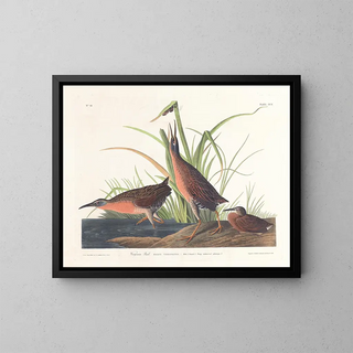 Râle de Virginie - John James Audubon — kehystetty taideteos seinällä
