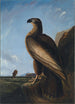 Aigle de mer de Washington - John James Audubon — näkymä teoksesta