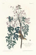 Moucherolle à yeux blancs - John James Audubon — näkymä teoksesta