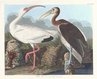 Ibis blanc - John James Audubon — näkymä teoksesta
