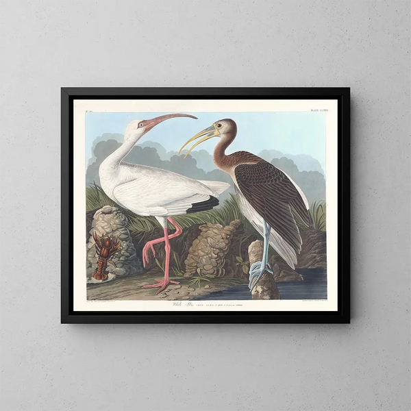 Ibis blanc - John James Audubon — kehystetty taideteos seinällä