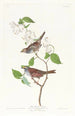Bruant à gorge blanche - John James Audubon — näkymä teoksesta
