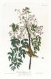 Moucherolle ou viréo à yeux blancs - John James Audubon — näkymä teoksesta