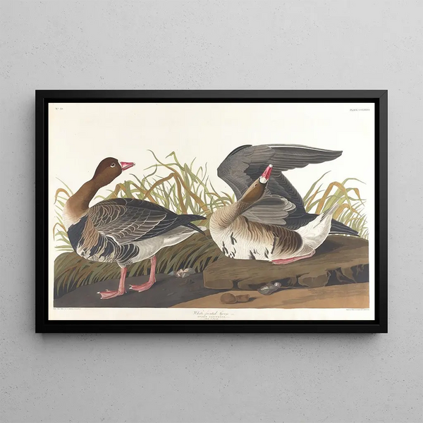 Oie à front blanc - John James Audubon — kehystetty taideteos seinällä