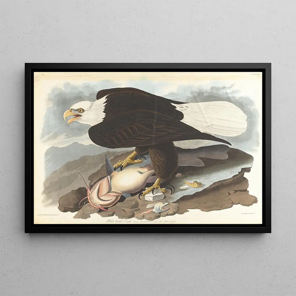 John James Audubon - Whiteheaded eagle.webp