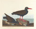 Huîtrier à pattes blanches Huîtrier à bec fin - John James Audubon — näkymä teoksesta