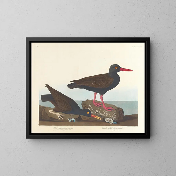Huîtrier à pattes blanches Huîtrier à bec fin - John James Audubon — kehystetty taideteos seinällä