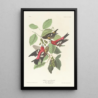 John James Audubon - Whitewinged crossbill.webp