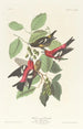 Bec-croisé bifascié - John James Audubon — näkymä teoksesta