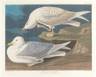 John James Audubon - Whitewinged silvery gull.webp