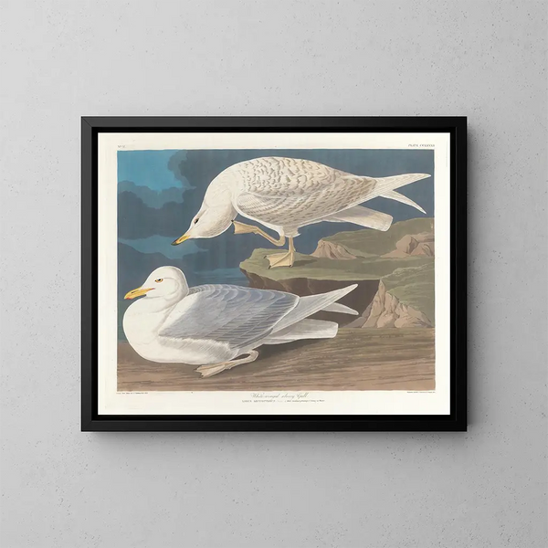 Hopealokki valkoisilla siivillä - John James Audubon — kehystetty taideteos seinällä