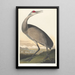 Grue blanche - John James Audubon — kehystetty taideteos seinällä