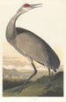 Grue blanche - John James Audubon — näkymä teoksesta