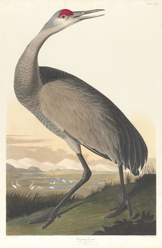 John James Audubon - Whooping crane.webp