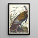 Dindon sauvage - John James Audubon — kehystetty taideteos seinällä
