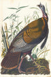 Dindon sauvage - John James Audubon — näkymä teoksesta