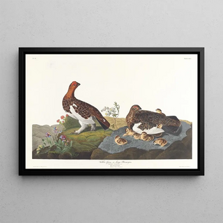 John James Audubon - Willow grous or large ptarmigan.webp