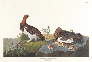 John James Audubon - Willow grous or large ptarmigan.webp