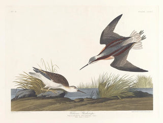 John James Audubon - Wilsons phalarope.webp