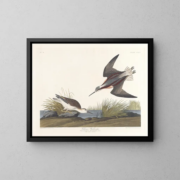 Phalarope de Wilson - John James Audubon — kehystetty taideteos seinällä