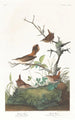 Troglodyte d'hiver - John James Audubon — näkymä teoksesta