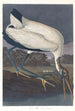 Ibis des bois - John James Audubon — näkymä teoksesta