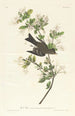 Pioui des bois - John James Audubon — näkymä teoksesta
