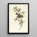 Pioui des bois - John James Audubon — kehystetty taideteos seinällä