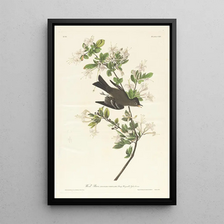 John James Audubon - Wood pewee.webp