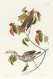 Grive des bois - John James Audubon — näkymä teoksesta