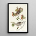 Grive des bois - John James Audubon — kehystetty taideteos seinällä