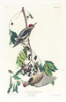 Pic maculé - John James Audubon — näkymä teoksesta