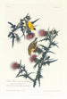 Chardonneret jaune ou Chardonneret d'Amérique - John James Audubon — näkymä teoksesta