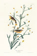 Paruline à croupion jaune - John James Audubon — näkymä teoksesta