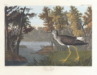 Pied jaune - John James Audubon — näkymä teoksesta