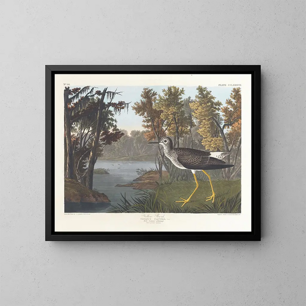 Pied jaune - John James Audubon — kehystetty taideteos seinällä