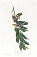Paruline à gorge jaune - John James Audubon — näkymä teoksesta
