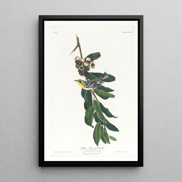 John James Audubon - Yellow throated warbler.webp